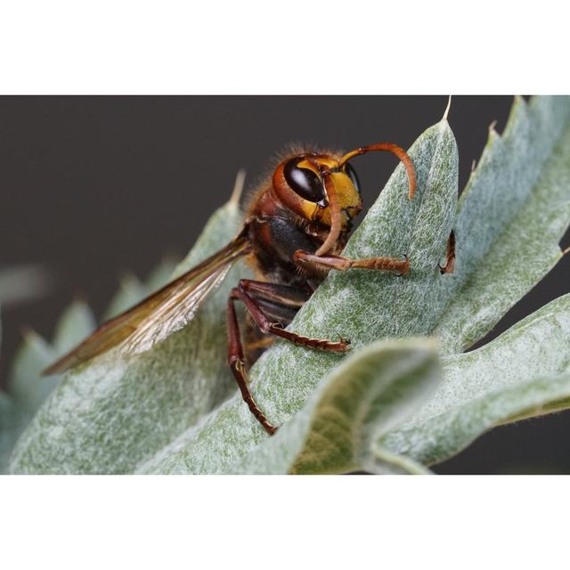 Tenaya Hornet On A Leaf by Jens Heidler - Wrapped Canvas Photograph Latitude Run Size: 81cm H x 122cm W x 3.8cm D on Productcaster.