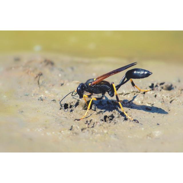 Mud Dauber by Jean Landry - Wrapped Canvas Print 17 Stories Size: 81cm H x 122cm W on Productcaster.