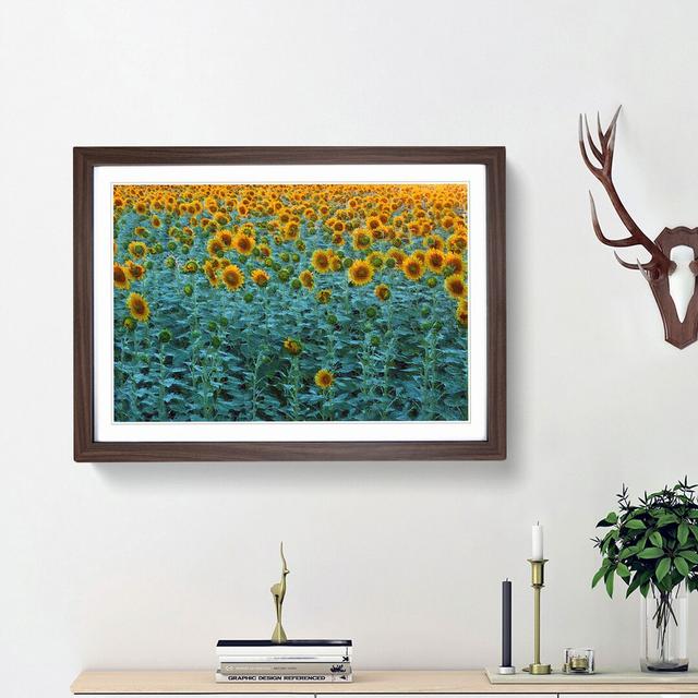 Sunflowers Soon to Bloom - Picture Frame Painting Print East Urban Home Frame Option: Walnut Framed, Size: 48cm H x 65cm W x 2cm D on Productcaster.