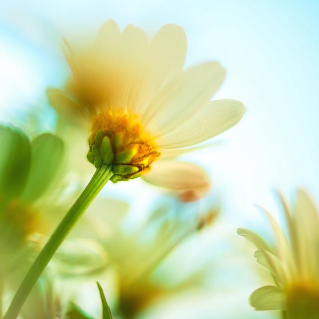 Daisy Reaching For The Sky by Knape - No Frame Print on Canvas 17 Stories Size: 51cm H x 51cm W on Productcaster.