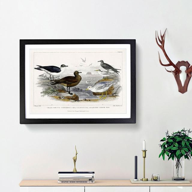 Gulls and Tern Birds by Oliver Goldsmith - Picture Frame Painting Print East Urban Home Frame Option: Black Framed, Size: 27cm H x 36cm W x 2cm D on Productcaster.