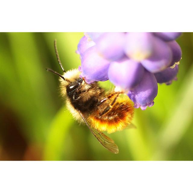 Osmia Cornifrons von DE1967 - Kunstdrucke auf Leinwand Brambly Cottage Größe: 80 cm H x 120 cm B on Productcaster.