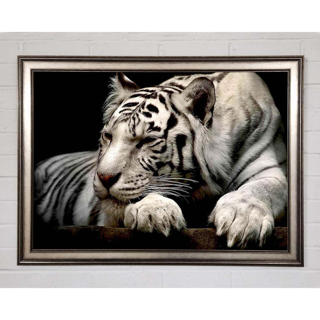 White Tiger Rest - Print Brayden Studio Size: 29.7cm H x 42cm W x 1.5cm D, Format: Black Framed Paper on Productcaster.