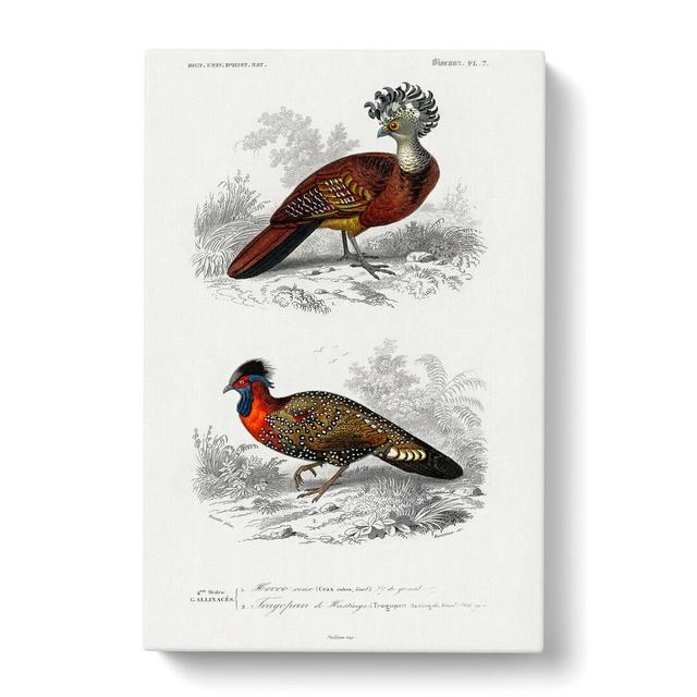 Bird Illustrations PL.7 by Charles d'Orbigny - Wrapped Canvas Painting Print East Urban Home Size: 60cm H x 40cm W x 3cm D on Productcaster.