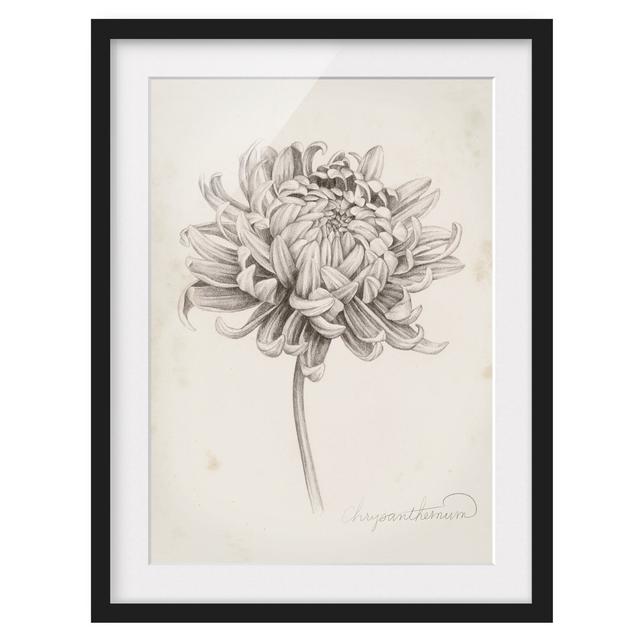 Botanical Study Chrysanthemum I - Picture Frame Drawing Brambly Cottage Frame Option: Black Framed, Size: 70cm H x 50cm W x 2cm D on Productcaster.