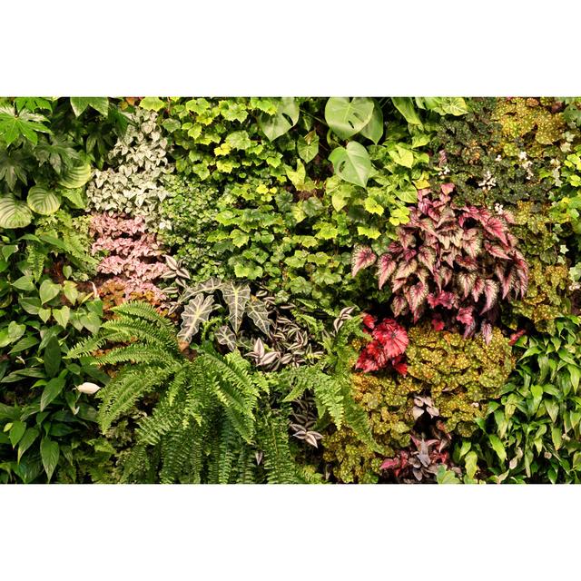 Plants - Wrapped Canvas Photograph Pergo Classics Size: 30cm H x 46cm W x 3.8cm D on Productcaster.