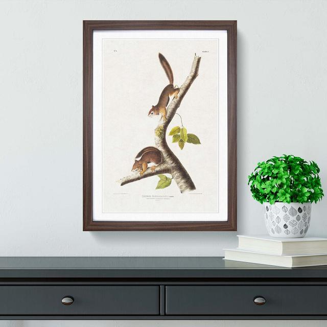 Columbian Squirrels by J.W. Audubon - Picture Frame Painting East Urban Home Frame Option: Walnut Framed, Size: 36cm H x 27cm W x 2cm D on Productcaster.