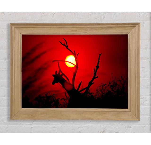 Giraffe bei Sonnenuntergang - Bilderrahmen Kunstdrucke Bright Star Größe: 42cm H x 59,7cm B on Productcaster.