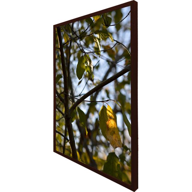 Eggertsville Tree Leaves In The Sunshine Nature Photography, Leaves And Branches - Single Picture Frame Art Prints Latitude Run Size: 114cm H x 76cm W on Productcaster.