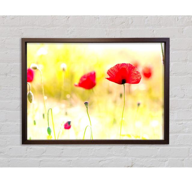 Poppy Sunlight - Single Picture Frame Art Prints on Canvas Bright Star Size: 100cm H x 141.4cm W x 3.3cm D on Productcaster.