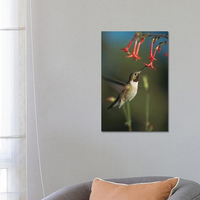 Broad-Tailed Hummingbird Feeding On Scarlet Gilia Flowers, New Mexico by Tim Fitzharris - Gallery-Wrapped Canvas Giclée on Canvas Brayden Studio Forma on Productcaster.