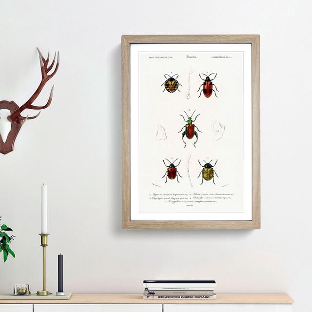 Beetle Illustrations PL.15 by Charles d'Orbigny - Picture Frame Graphic Art Print on Paper East Urban Home Frame Option: Oak Framed, Size: 63cm H x 45 on Productcaster.