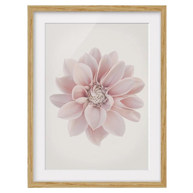 Dahlia Flower Pastel White Pink - Picture Frame Graphic Art Ebern Designs Size: 100cm H x 70cm W x 2cm D, Frame Option: Brown Framed on Productcaster.