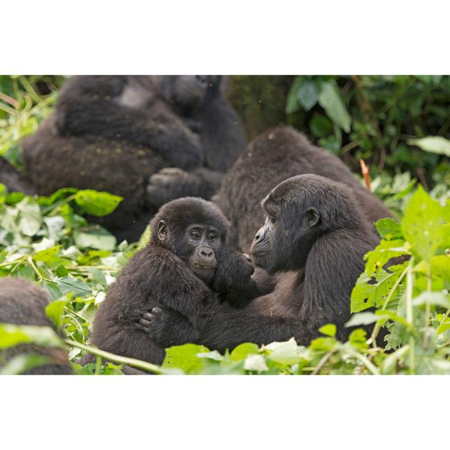 Mother and Child Gorilla in the Forest by Wildnerdpix - Wrapped Canvas Photograph Ebern Designs Size: 20cm H x 30cm W x 3.8cm D on Productcaster.