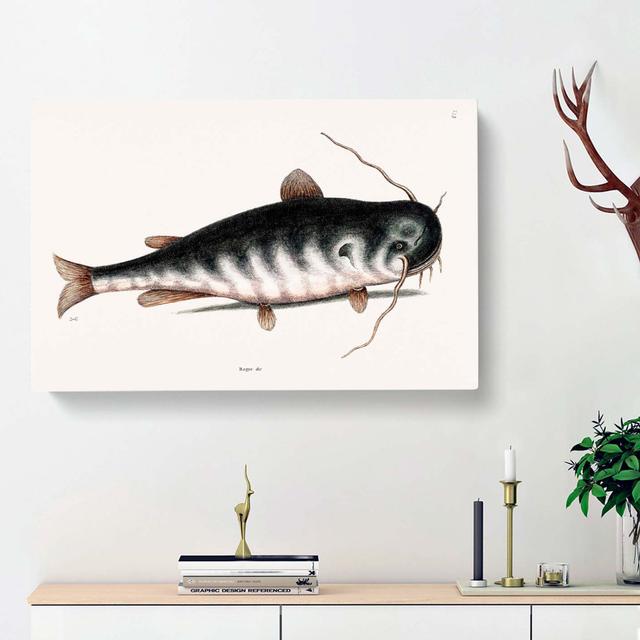 Cat Fish by Mark Catesby - Wrapped Canvas Painting Print East Urban Home Size: 35cm H x 50cm W x 3cm D on Productcaster.