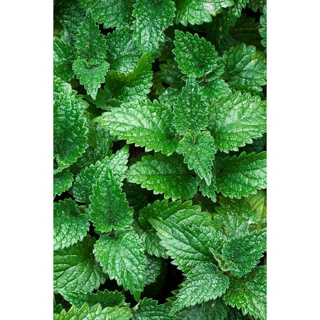 Nettle Background by Magdasmith - Print Wall Art Production Network Size: 76cm H x 51cm W x 3.8cm D on Productcaster.