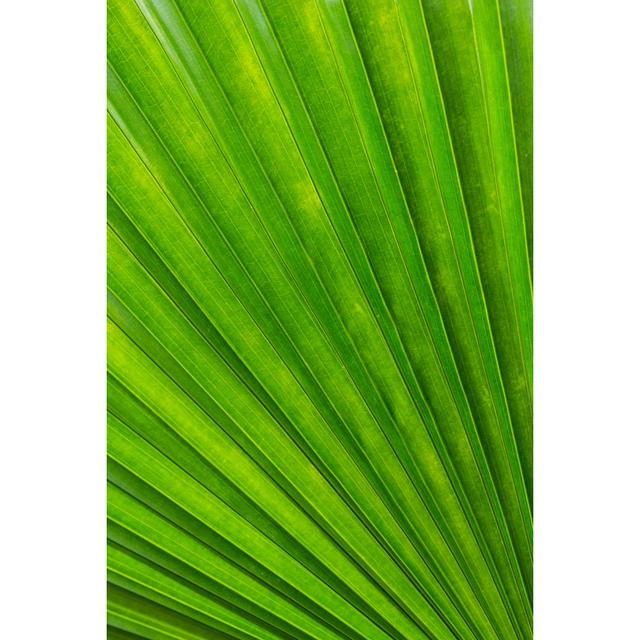 Palm Leaf Texture by Wachiwit - Wrapped Canvas Photograph Pergo Classics Size: 46cm H x 30cm W on Productcaster.