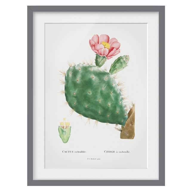 Botany Vintage Illustration Cactus Pink Blossom - Picture Frame Graphic Art Gracie Oaks Frame Option: Grey, Size: 55cm H x 40cm W x 2cm D on Productcaster.