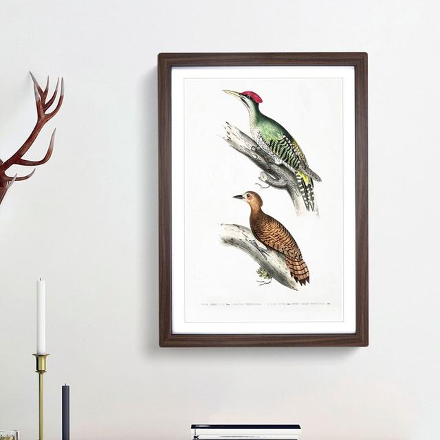 Woodpecker Illustrations by John Edward Gray - Picture Frame Painting Print East Urban Home Frame Option: Walnut Framed, Size: 65cm H x 48cm W x 2cm D on Productcaster.