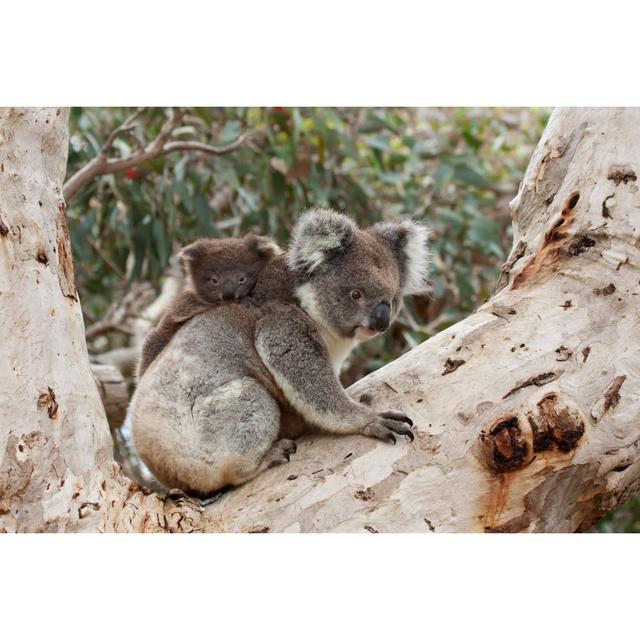 Baby Koala by - Wrapped Canvas Photograph 17 Stories Size: 30cm H x 46cm W on Productcaster.