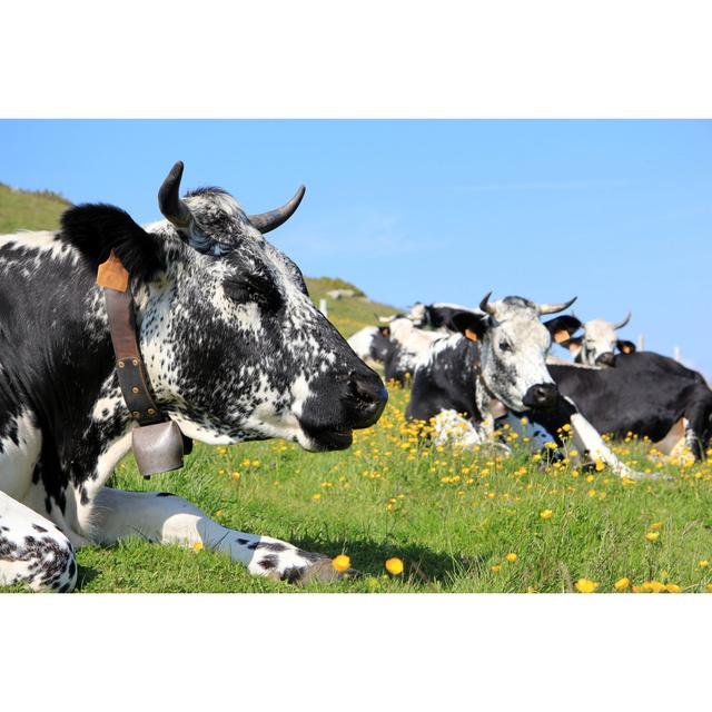 Cows - Wrapped Canvas Photograph Brambly Cottage Size: 61cm H x 91cm W on Productcaster.