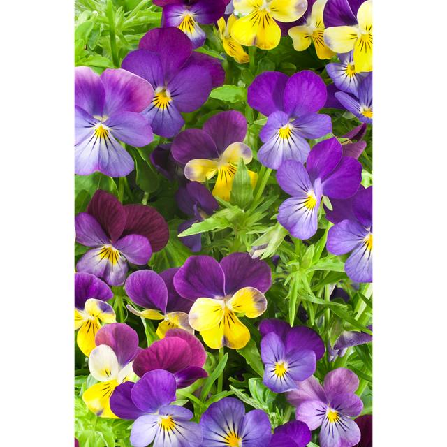 Pansy by _Vilor - Wrapped Canvas Print 17 Stories Size: 122cm H x 81cm W on Productcaster.