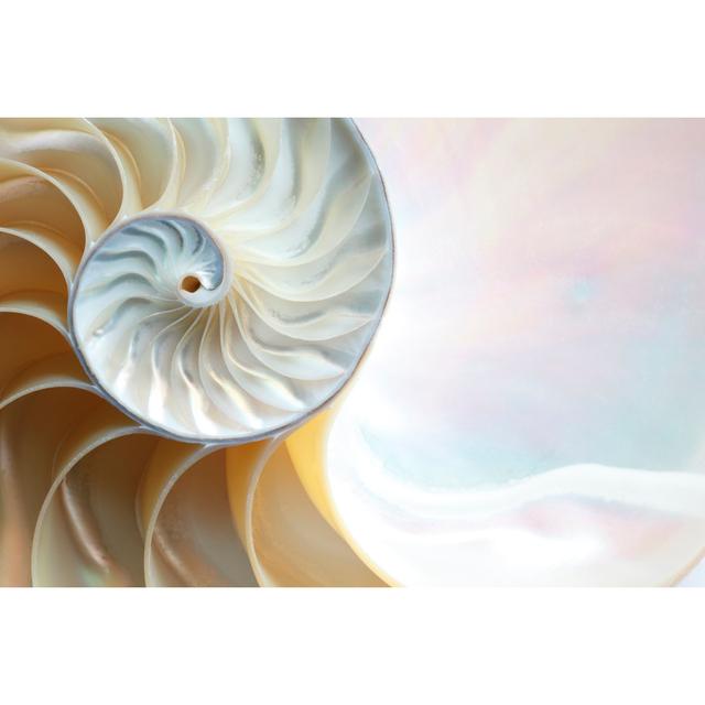 Nautilus shell House of Hampton Size: 81cm H x 122cm W on Productcaster.