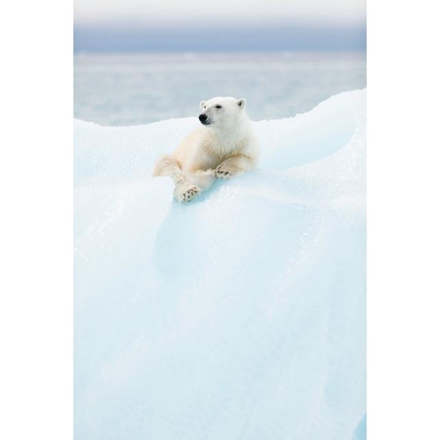 Polar Bear at Svalbard - Wrapped Canvas Photograph Ebern Designs Size: 122cm H x 81cm W x 3.8cm D on Productcaster.