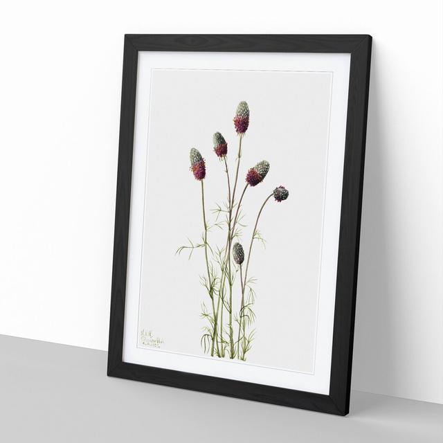 Purple Prairieclover by Mary Vaux Walcott - Picture Frame Painting East Urban Home Size: 36cm H x 27cm W x 2cm D, Frame Option: Black Framed on Productcaster.