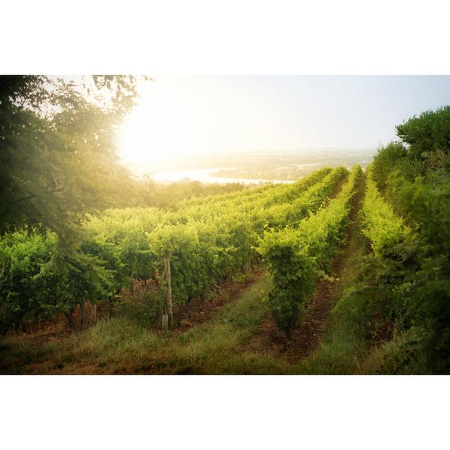 Weinberg Sonnenaufgang in Frankreich von Donald_gruener - Kunstdrucke ohne Rahmen auf Leinwand Brambly Cottage Größe: 60 cm H x 90 cm B on Productcaster.