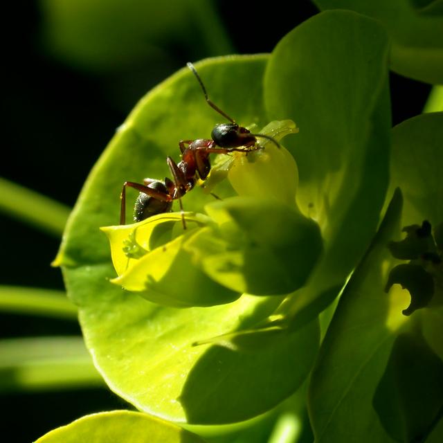 Synder Closeup Of Ant by Catman73 - Print Latitude Run Size: 76cm H x 76cm W x 3.8cm D on Productcaster.