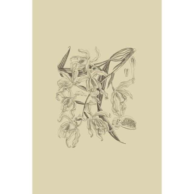 Orchid On Khaki II by Curtis - Wrapped Canvas Art Prints Rosalind Wheeler Size: 122cm H x 81cm W x 3.8cm D on Productcaster.