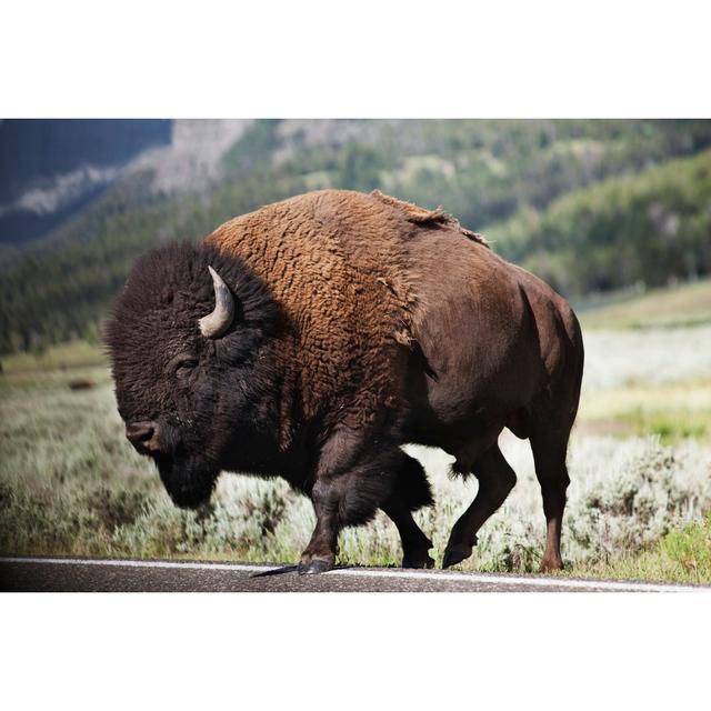 Bison by Davemantel - No Frame Art Prints on Canvas Natur Pur Size: 90cm H x 60cm W on Productcaster.