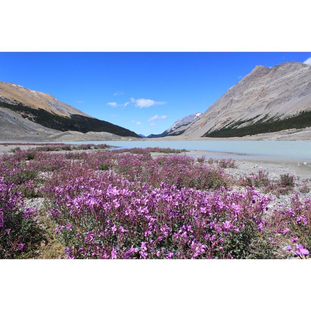 Frisbie Wild Flowers In Mountains - Wrapped Canvas Print Alpen Home Size: 51cm H x 76cm W x 3.8cm D on Productcaster.