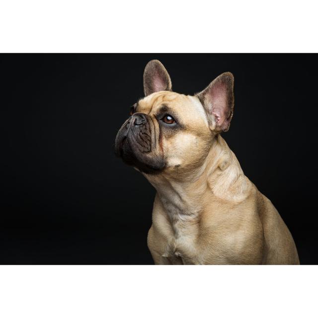 Beautiful French Bulldog Dog Ebern Designs Size: 20cm H x 30cm W on Productcaster.