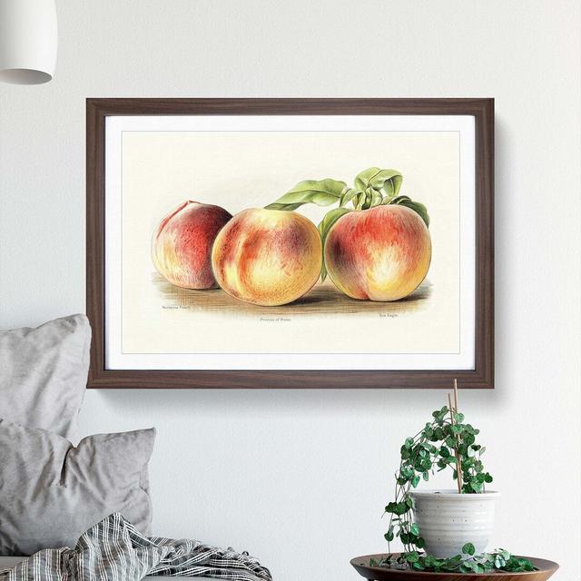 Vintage Illustration of Peaches - Picture Frame Painting Print East Urban Home Frame Option: Walnut, Size: 35cm H x 50cm W x 2cm D on Productcaster.