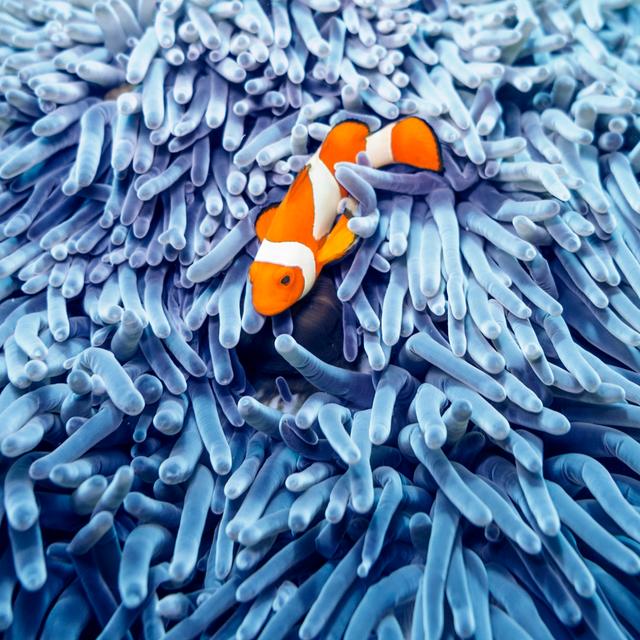 Clown fish and anemone House of Hampton Size: 51cm H x 51cm W on Productcaster.