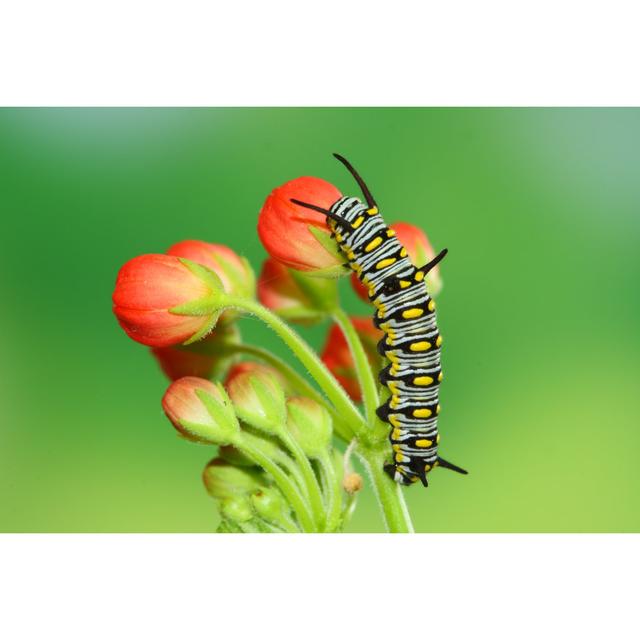 Cute Caterpillar by RyanKing999 - Wrapped Canvas Print World Menagerie Size: 61cm H x 91cm W on Productcaster.