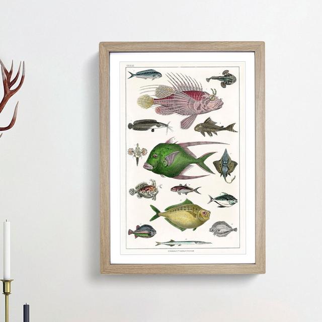 Various Fishes XXXIII by Oliver Goldsmith - Picture Frame Painting Print East Urban Home Frame Option: Oak Framed, Size: 36cm H x 27cm W x 2cm D on Productcaster.