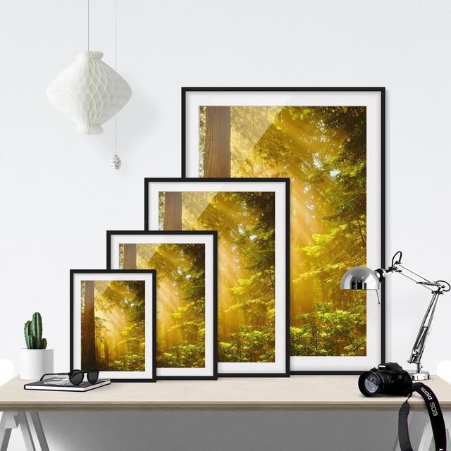 Morning Gold Framed Photographic Art Print East Urban Home Size: 55 cm H x 40 cm W, Frame Options: Matt black on Productcaster.