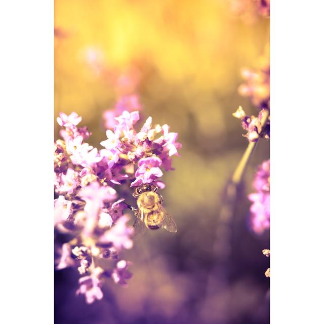 Athalia Bee Pollinating Lavender - Wrapped Canvas Print Brambly Cottage Size: 91cm H x 61cm W x 3.8cm D on Productcaster.