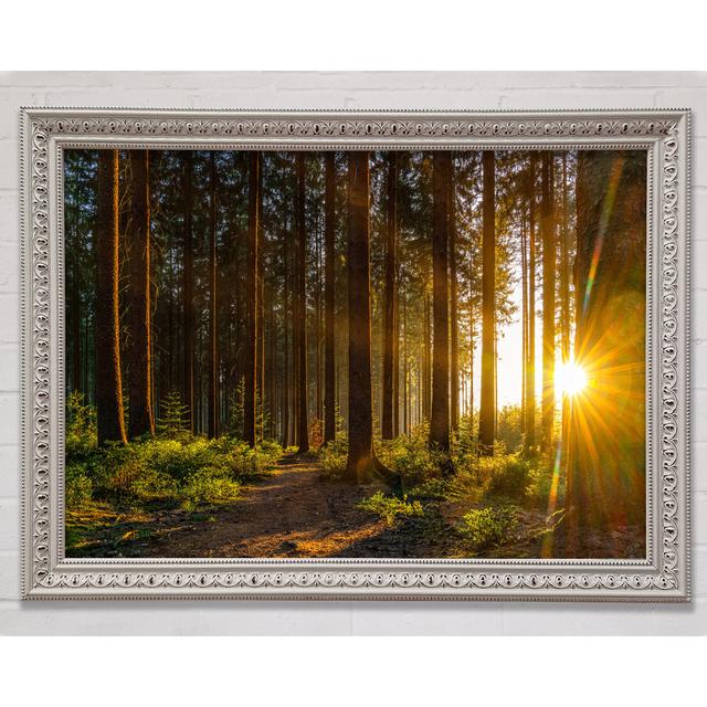 Sunrays Forest Spectrum - Single Picture Frame Art Prints Bright Star Size: 21cm H x 29.7cm W x 3cm D on Productcaster.