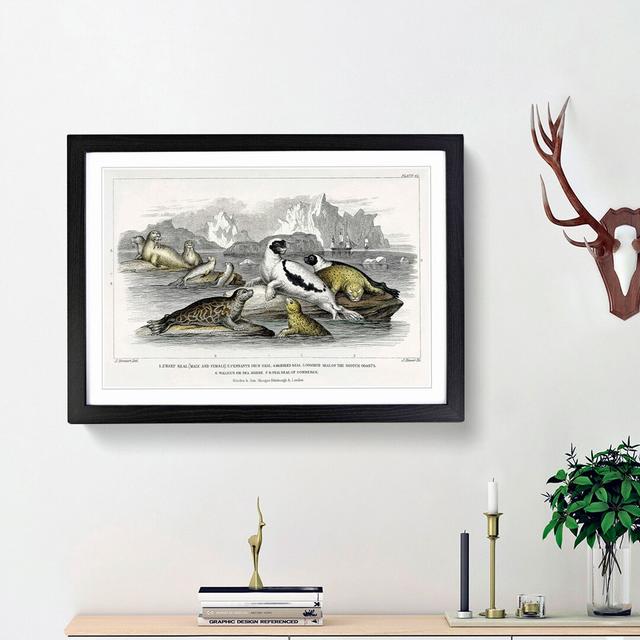 Seal Illustration by Oliver Goldsmith - Picture Frame Painting Print East Urban Home Size: 48cm H x 65cm W x 2cm D, Frame Option: Black Framed on Productcaster.