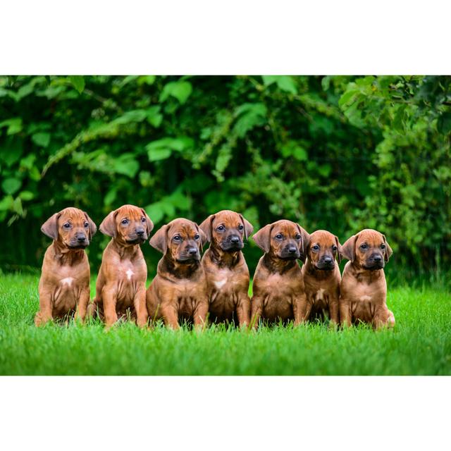 Seven Rhodesian Ridgeback Puppies Sitting In Row On Grass Ebern Designs Size: 81cm H x 122cm W x 3.8cm D on Productcaster.