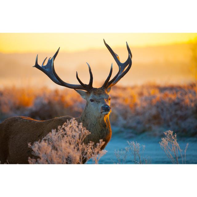 Red Deer by Arturasker - Wrapped Canvas Print Alpen Home Size: 51cm H x 76cm W on Productcaster.