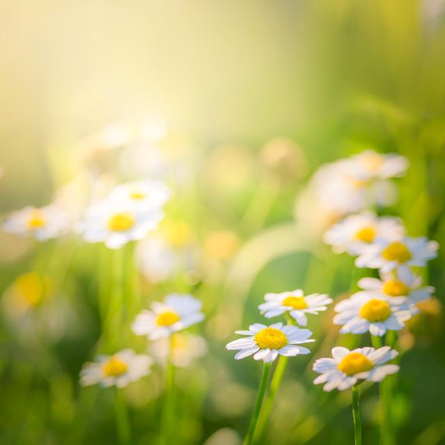 Beautiful Meadow With Daisies by Jeja - No Frame Art Prints on Canvas Latitude Run Size: 30cm H x 30cm W on Productcaster.