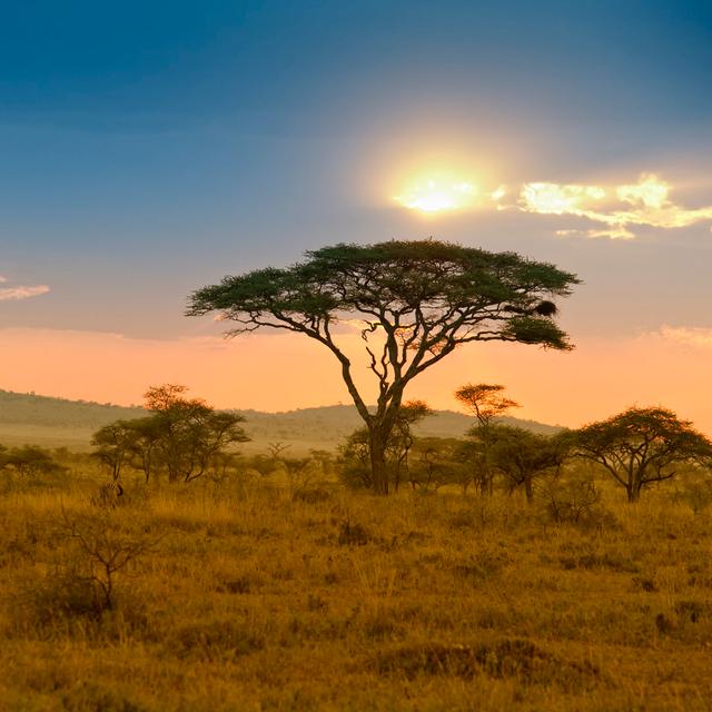 Acacias In The Late Afternoon Light by Guenterguni - Wrapped Canvas Art Prints Marlow Home Co. Size: 30cm H x 30cm W x 3.8cm D on Productcaster.