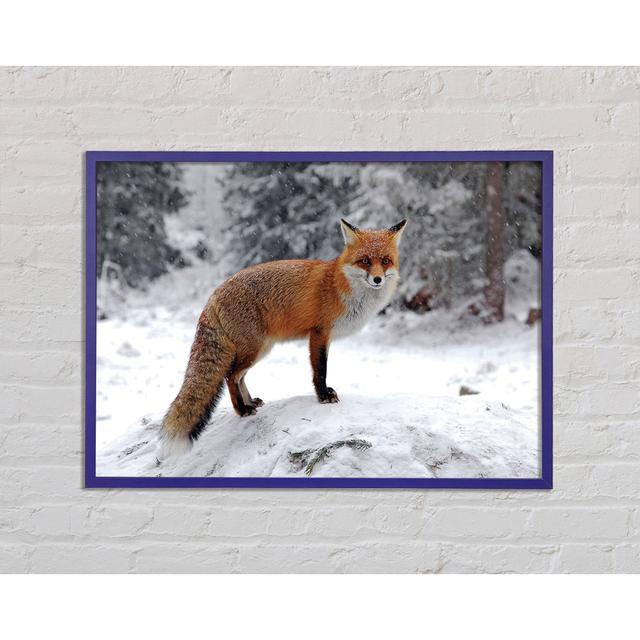 Snow Fox - Single Picture Frame Art Prints Union Rustic Size: 42cm H x 59.7cm W x 2cm D on Productcaster.