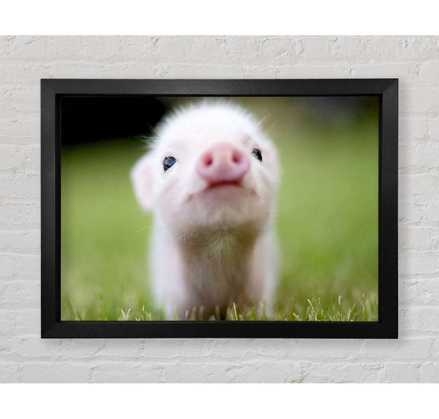 Cute Pig - Single Picture Frame Art Prints August Grove Size: 42cm H x 59.7cm W x 3.4cm D on Productcaster.