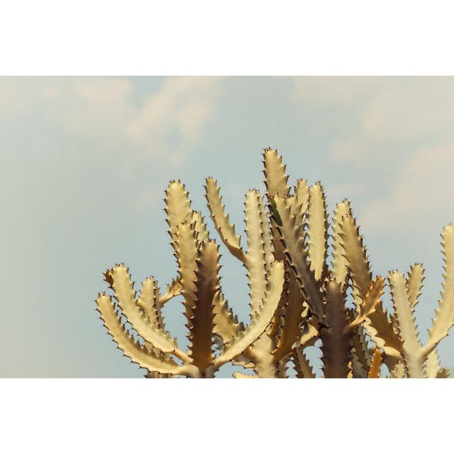 Tillar Filtered Cactus by Sc0rpi0nce - Wrapped Canvas Photograph Natur Pur Size: 20cm H x 30cm W x 3.8cm D on Productcaster.